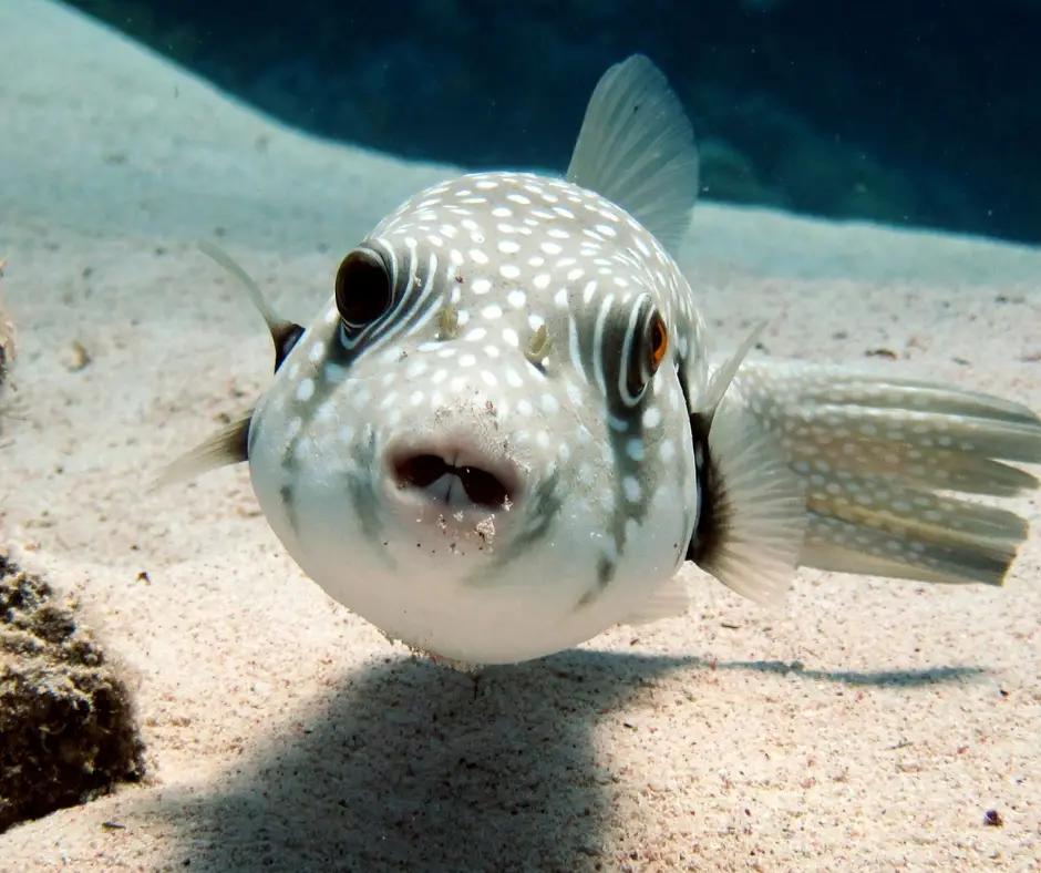 Arothron nigropunctatus looking for food with 4 teeth