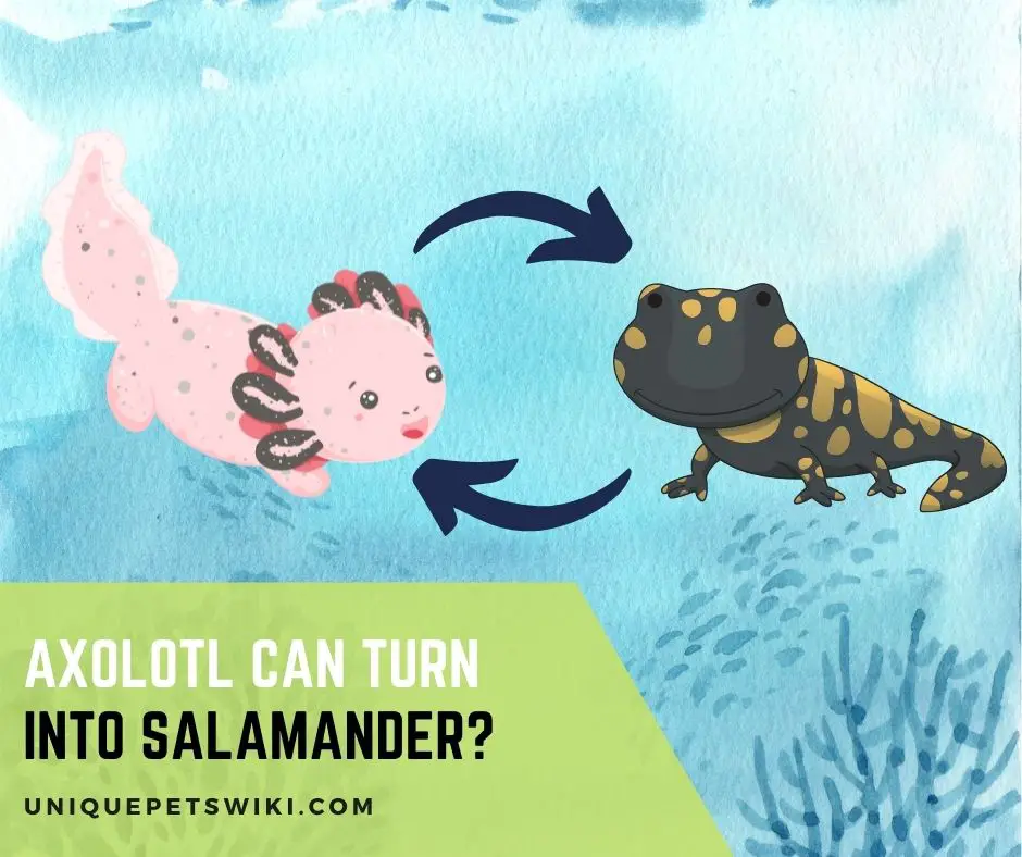 Axolotl Can Turn Into Salamander