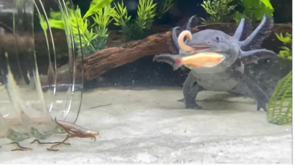 Axolotl Eats Good Appetite
