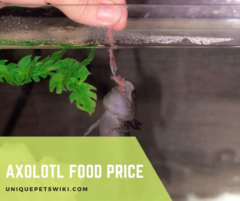 Axolotl Food Price