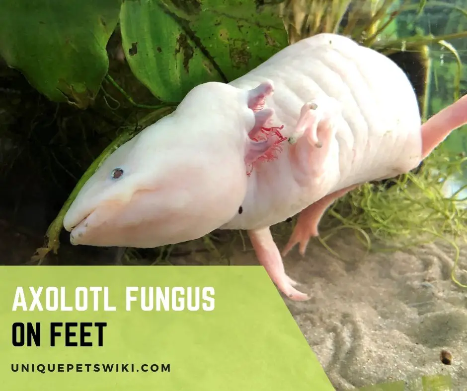 Axolotl Fungus On Feet