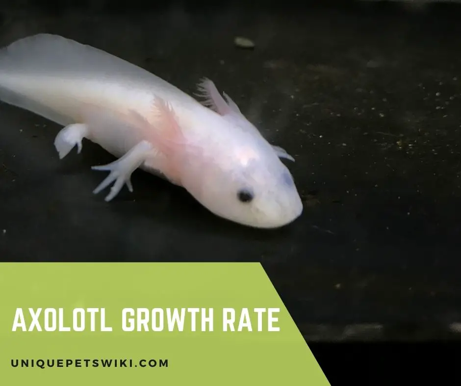 Axolotl Growth Rate