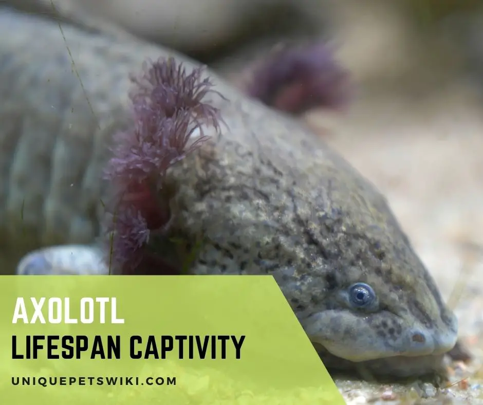 Axolotl Lifespan Captivity
