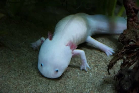 Axolotl's Nose Down to Sniff Food