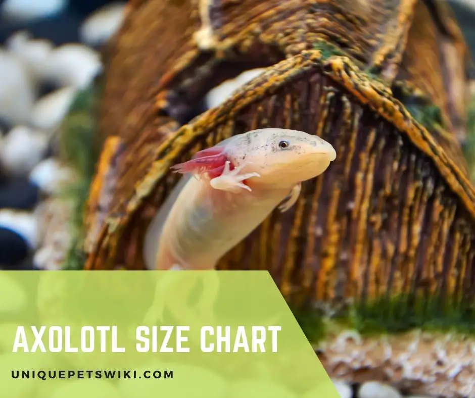 Axolotl Size Chart