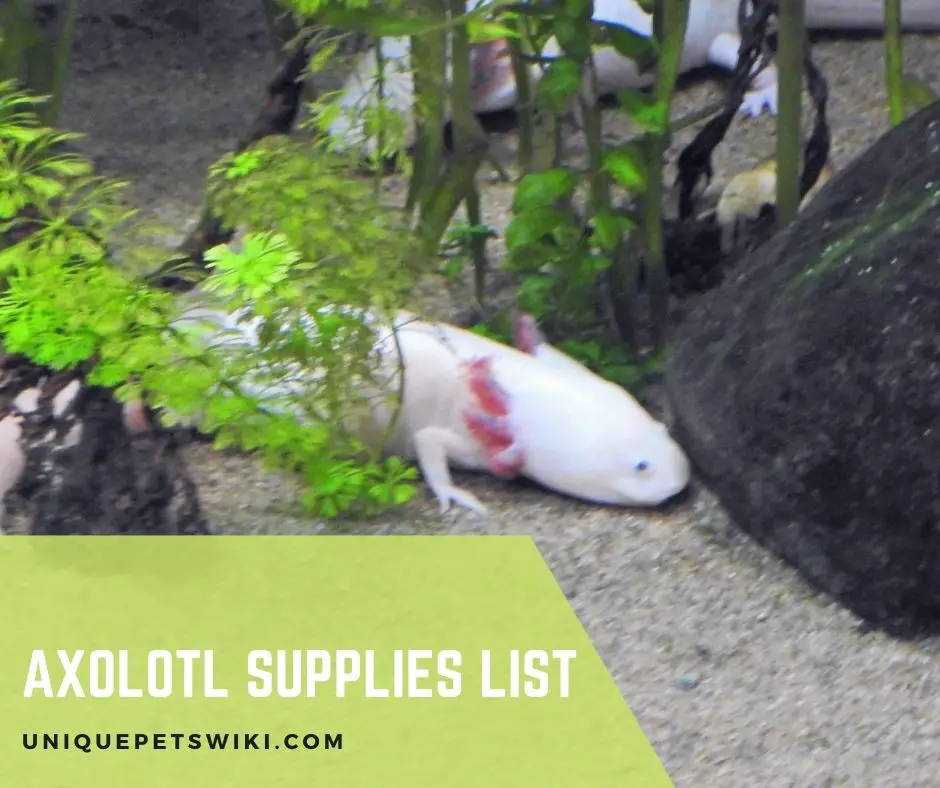 Axolotl Supplies List