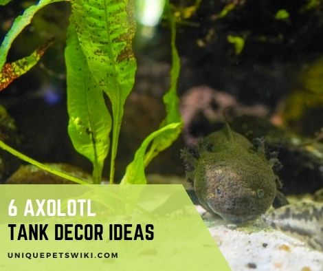 Axolotl Tank Decor Ideas