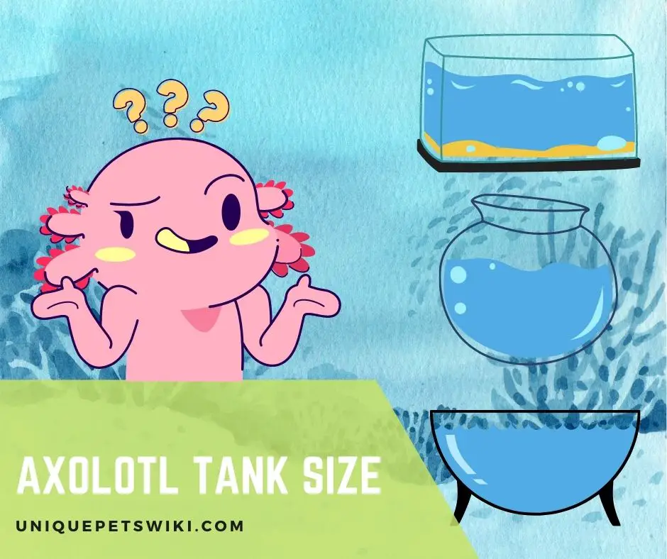 Axolotl Tank Size