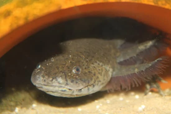 Axolotl can get sick if the water is too cold