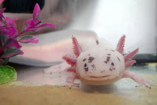 Axolotl prefers slightly hard water