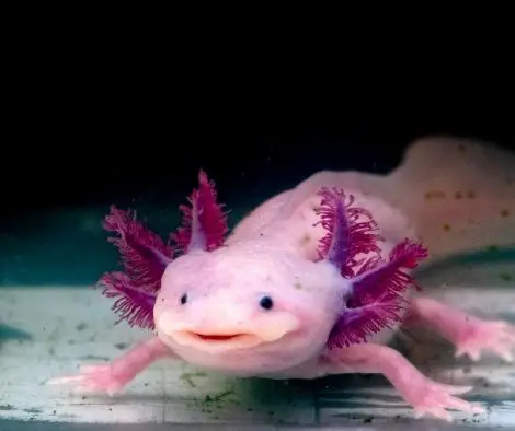 Axolotls Are Smiling But Don't Mean Happy