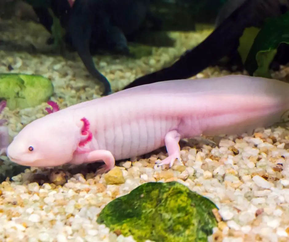 Axolotls Can Live 10-15 Years in Captivity