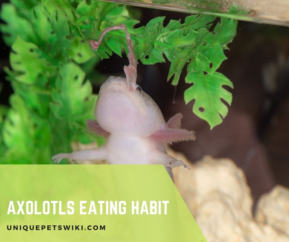 Axolotls Eating Habit
