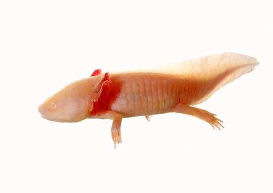 Axolotl’s Gills Flow Freely