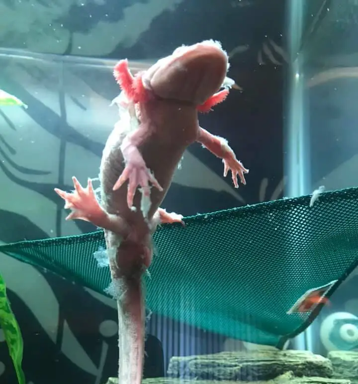 Can Axolotls Die because of Shedding