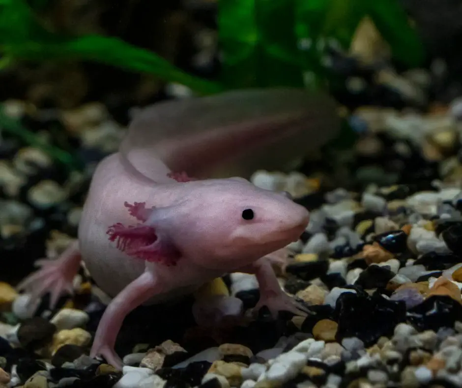 Axolotls cannot be considered nocturnal