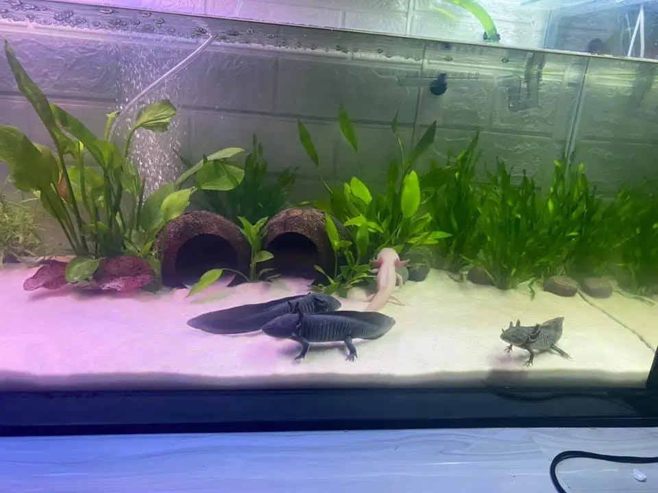 Axolotls tank is crowded