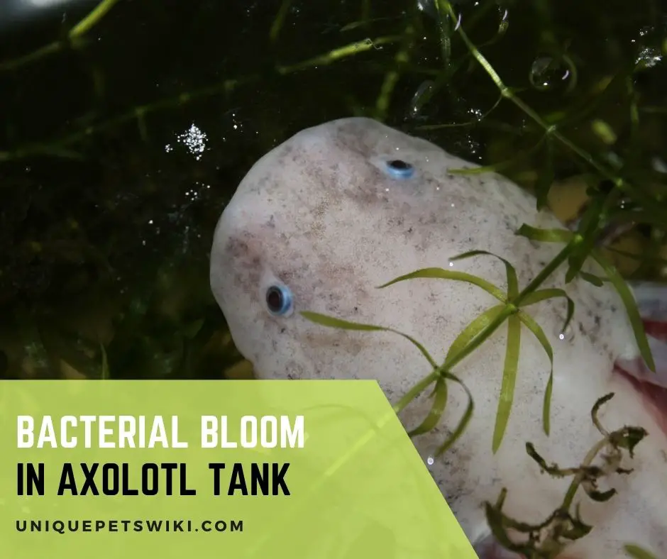 Bacterial Bloom In Axolotl Tank