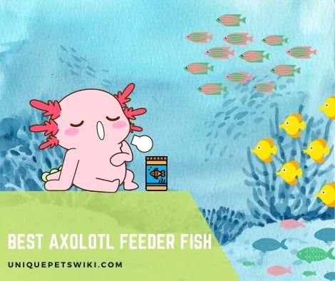 Best Axolotl Feeder Fish