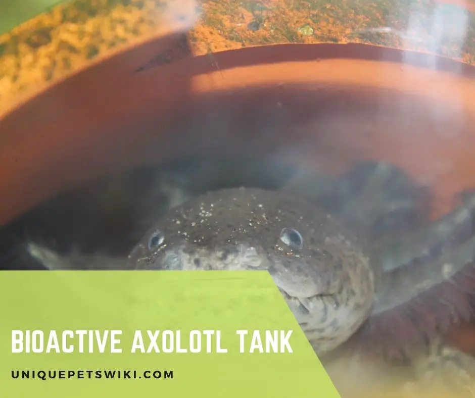 Bioactive Axolotl Tank