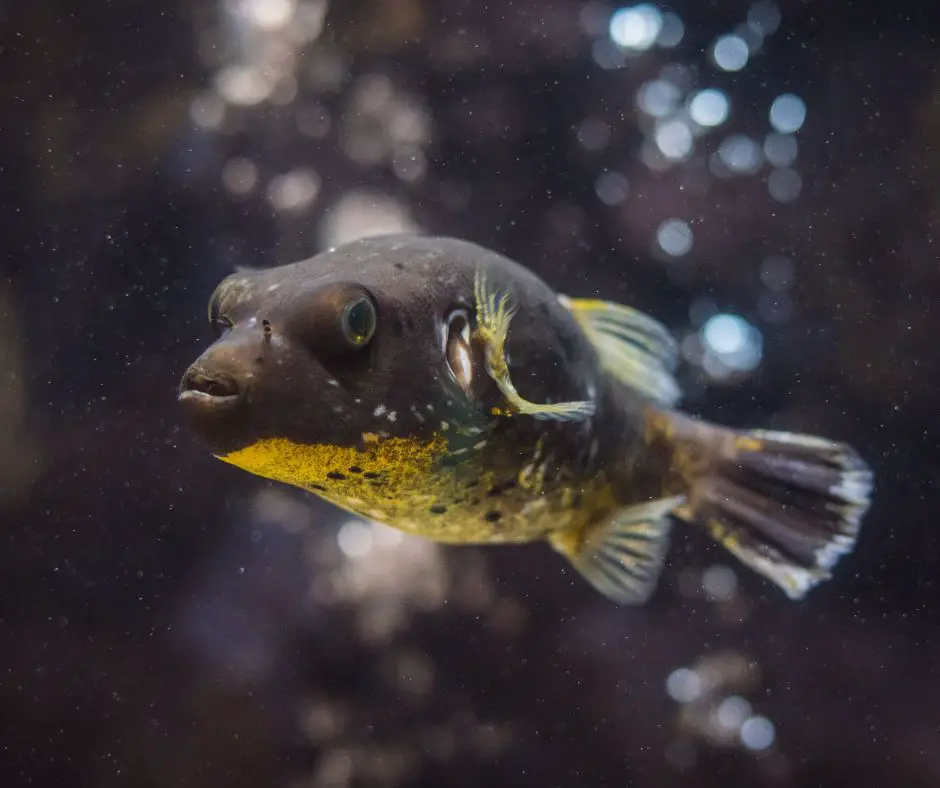 Black dog faced puffer fish