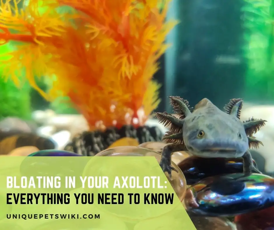 Bloating In Your Axolotl