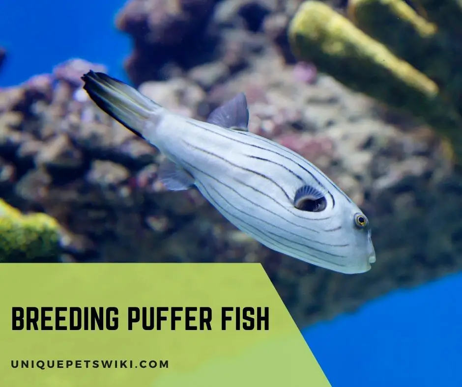 Breeding Puffer Fish