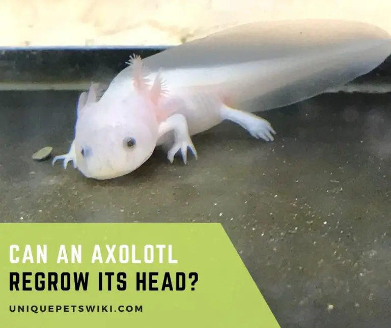 Can An Axolotl Regrow Its Head?