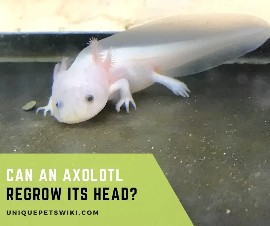 Can An Axolotl Regrow Its Head