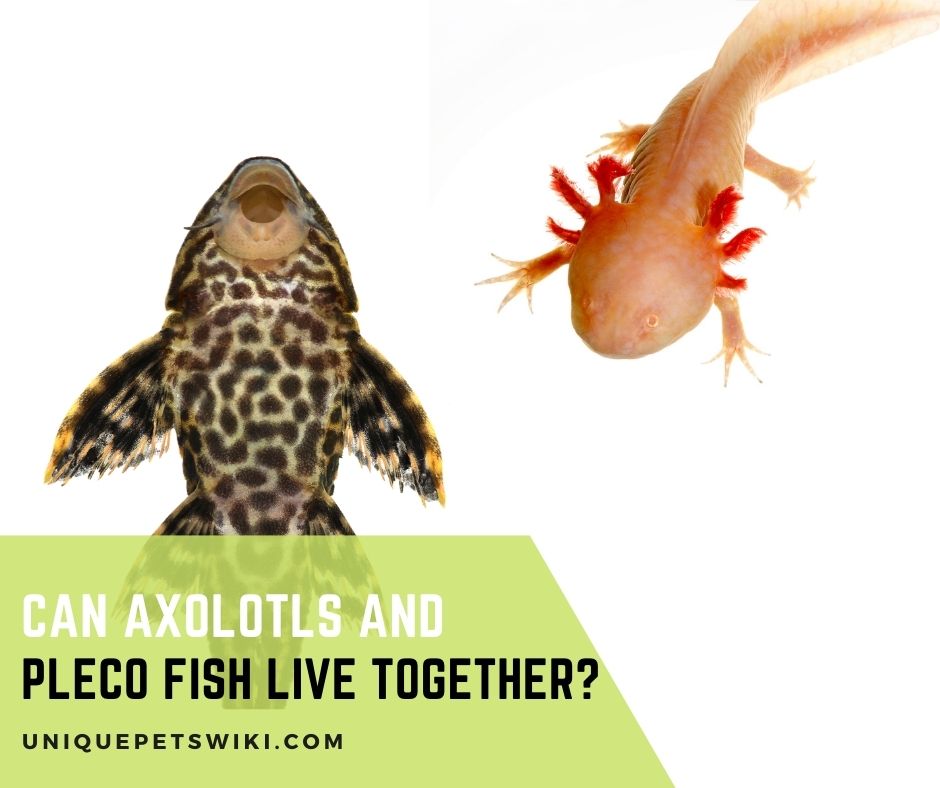 Can Axolotls And Pleco Fish Live Together