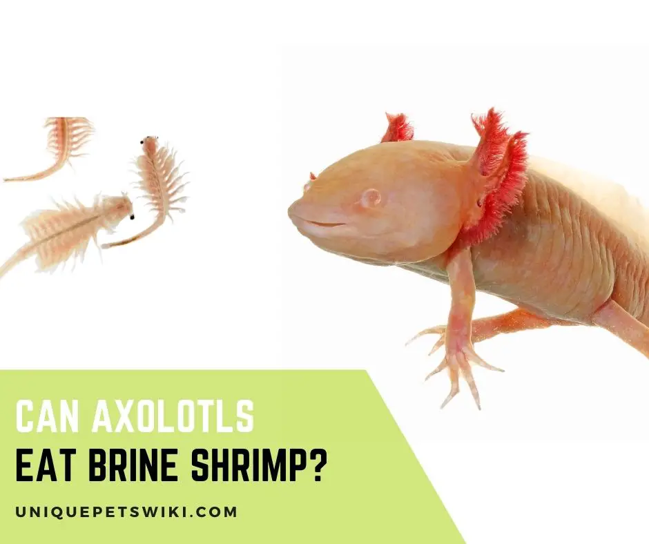 Can Axolotls Eat Brine Shrimp