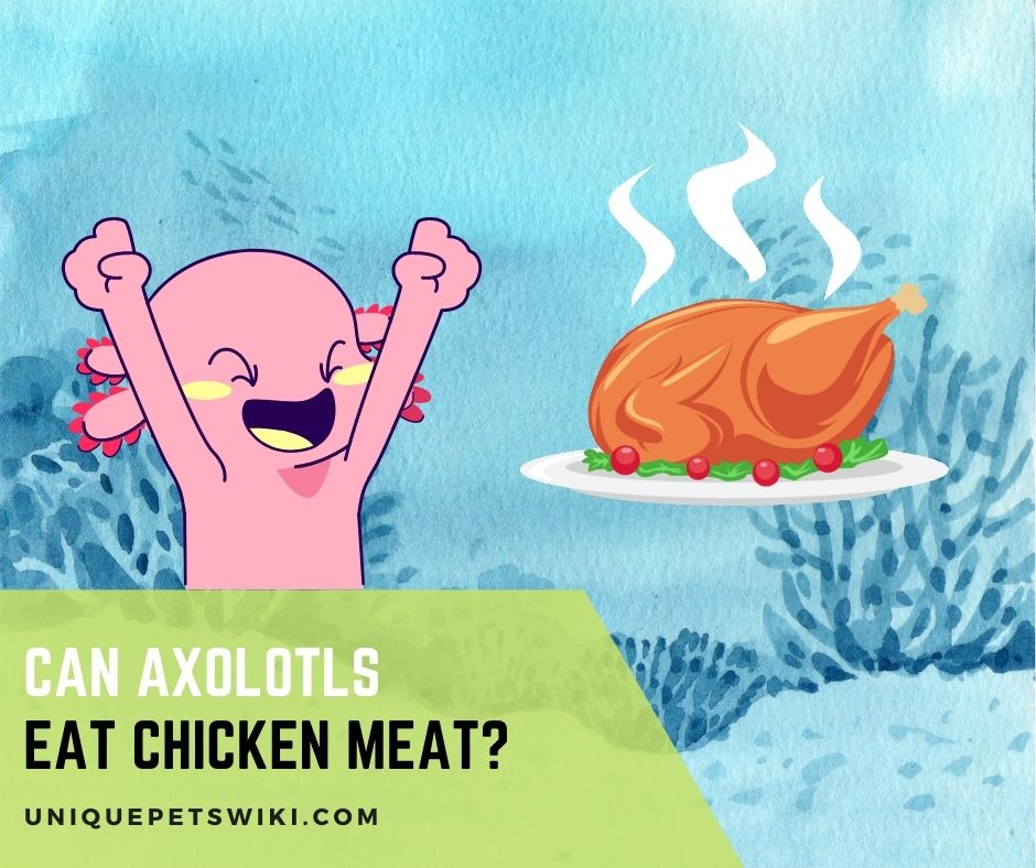 Can Axolotls Eat Chicken Meat