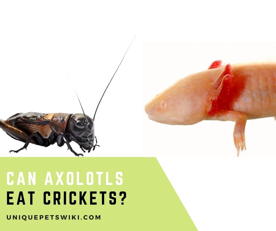 Can Axolotls Eat Crickets