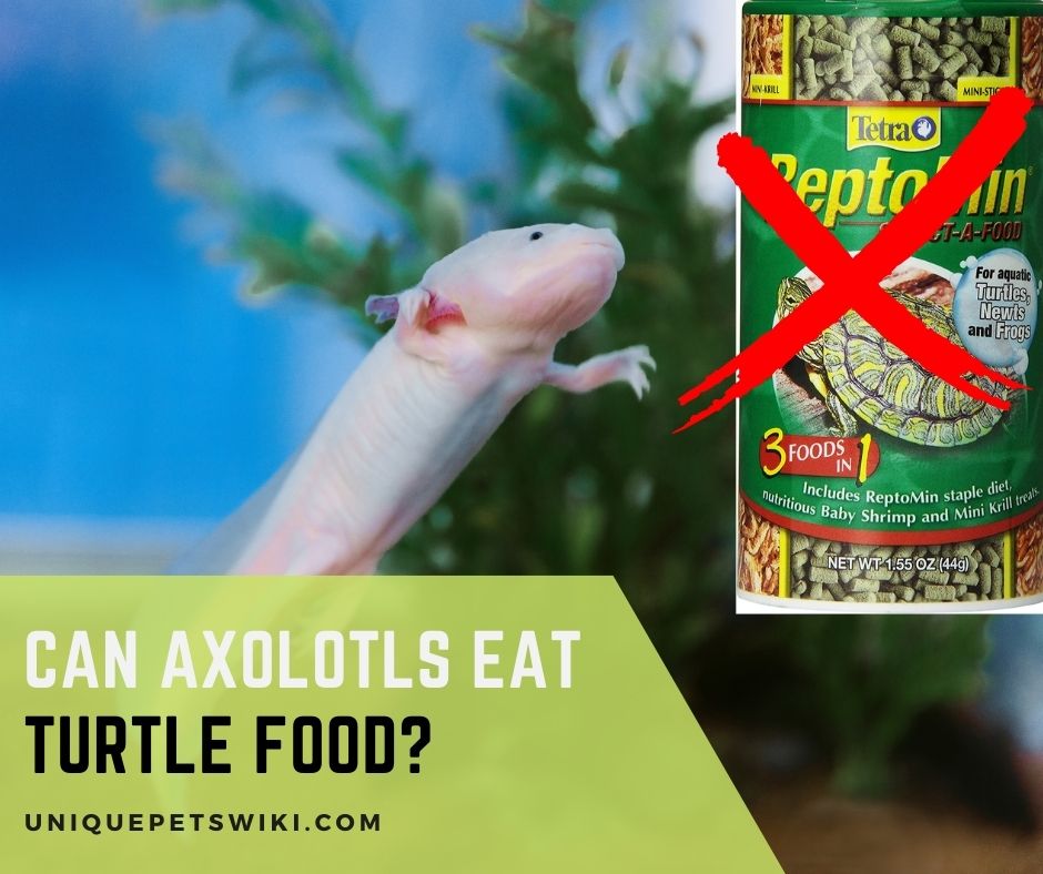 Can Axolotls Eat Turtle Food