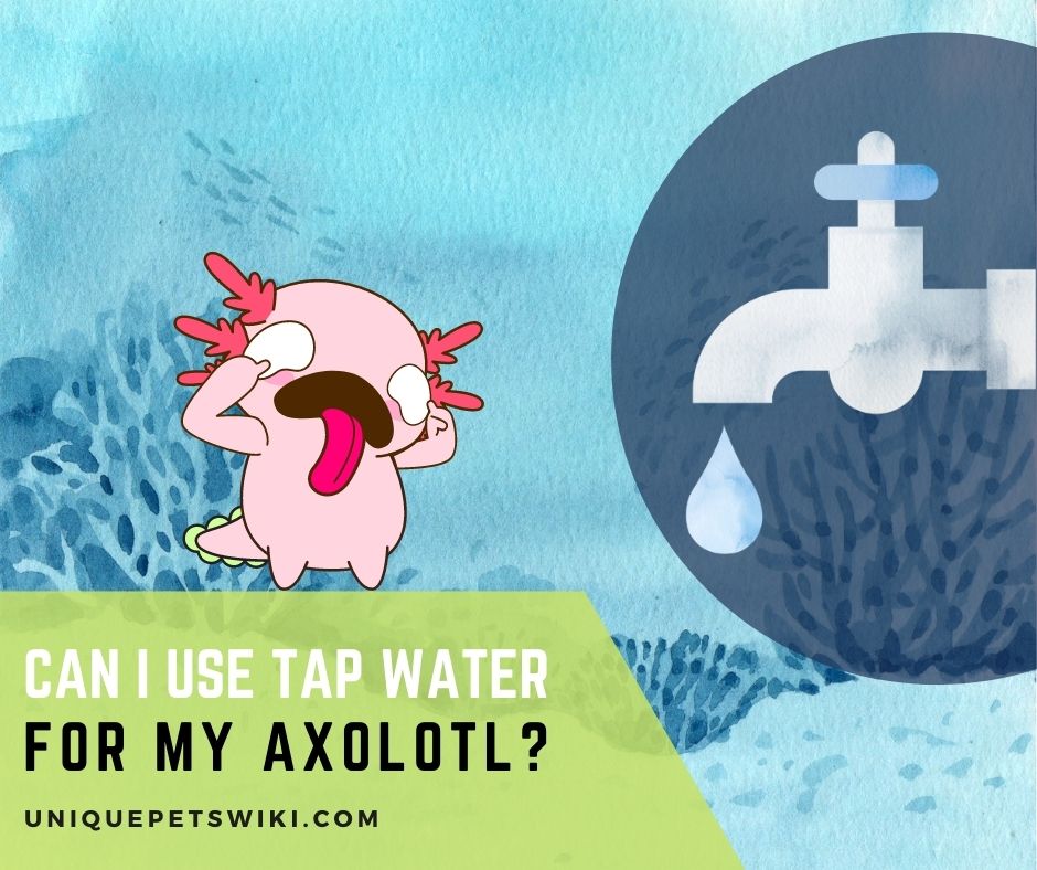 Can I Use Tap Water for My Axolotl