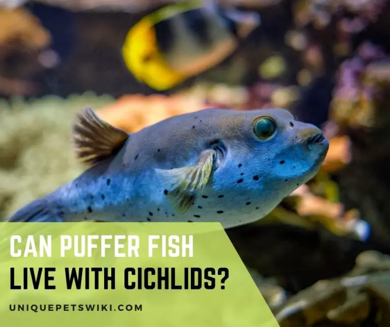 Can Puffer Fish Live With Cichlids?