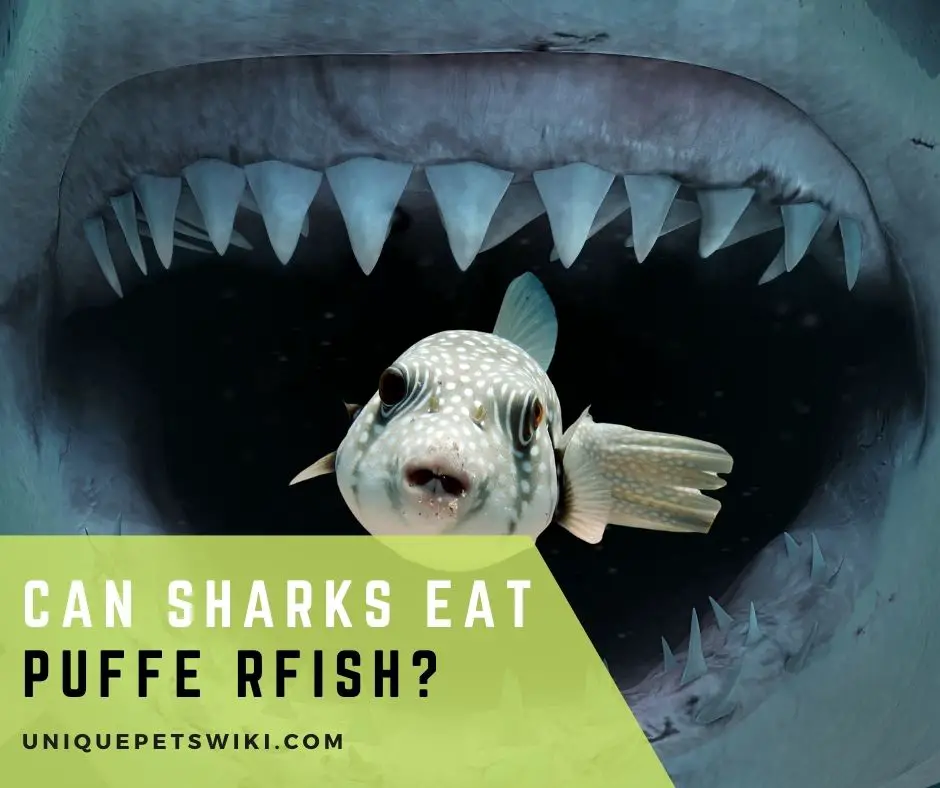 Can Sharks Eat Puffer fish
