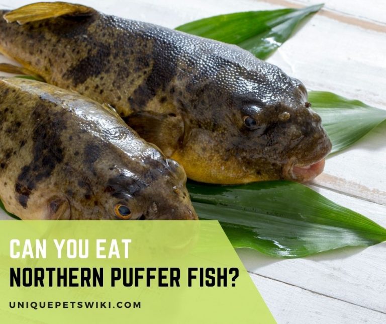 Can You Eat Northern Puffer Fish?