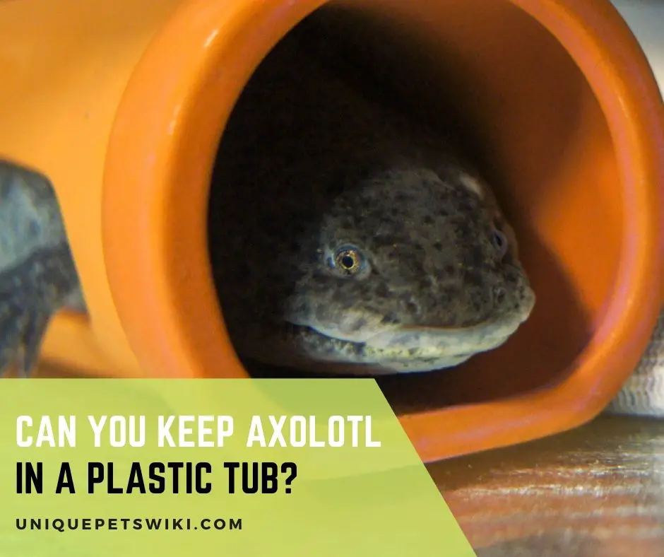 Can You Keep Axolotl In A Plastic Tub