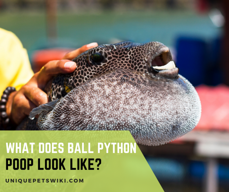 Can You Pop A Puffer Fish?