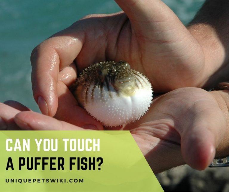Can You Touch A Puffer Fish?