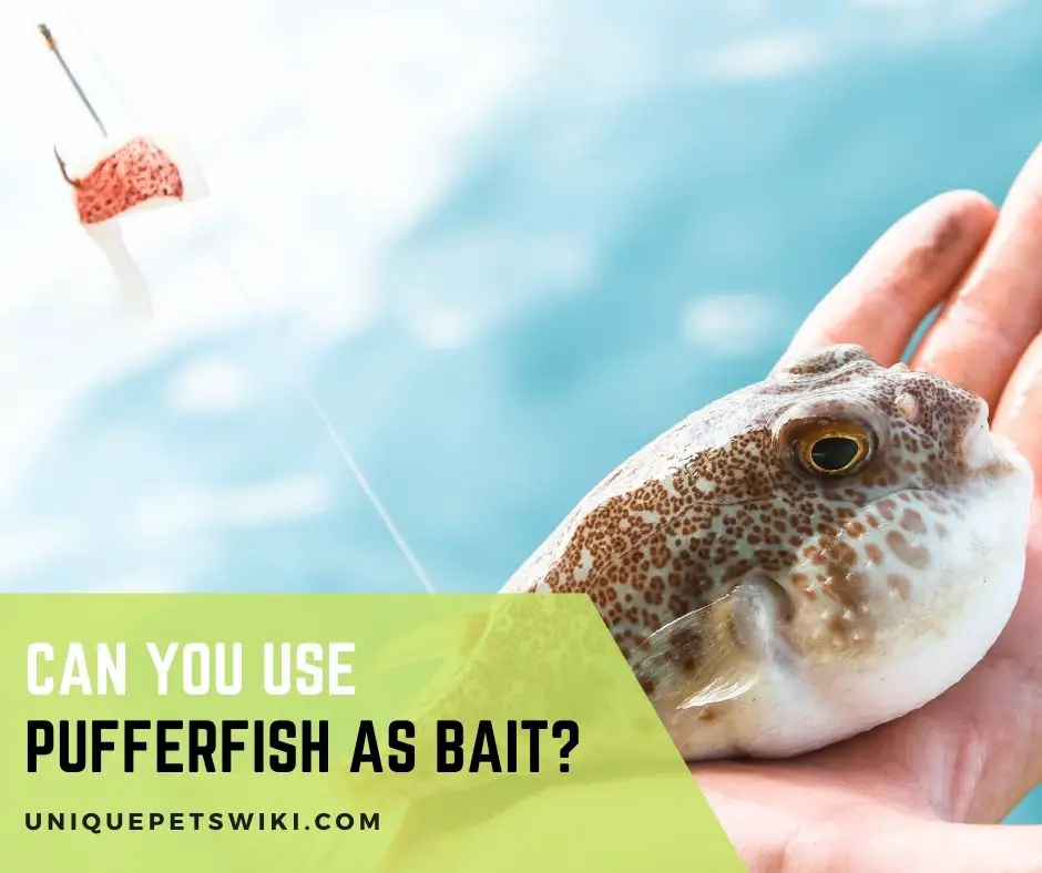Can You Use Puffer Fish as Bait