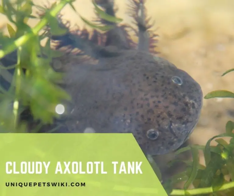 Cloudy Axolotl Tank Causes, Fix, and How to Maintain