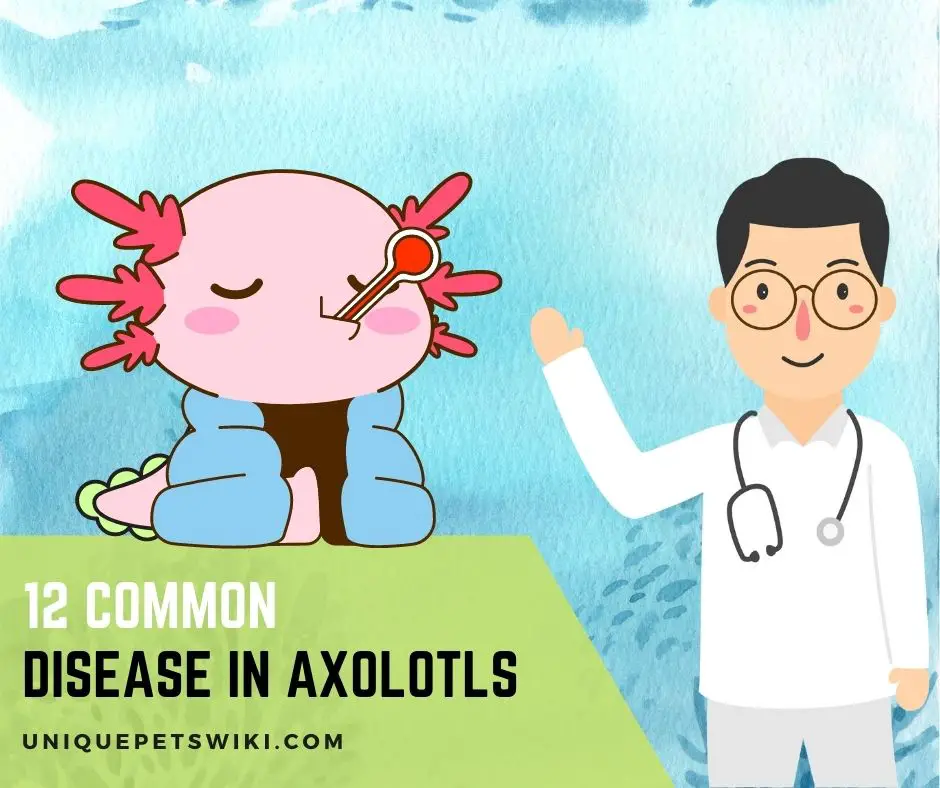 Common Disease in Axolotls