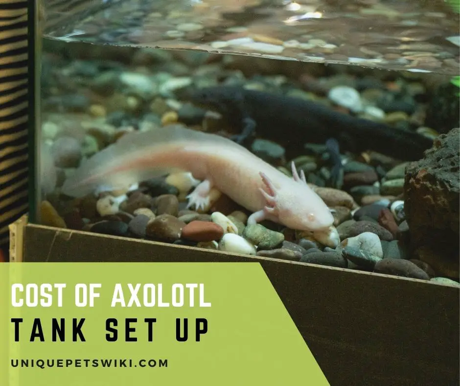Cost Of Axolotl Tank Set Up