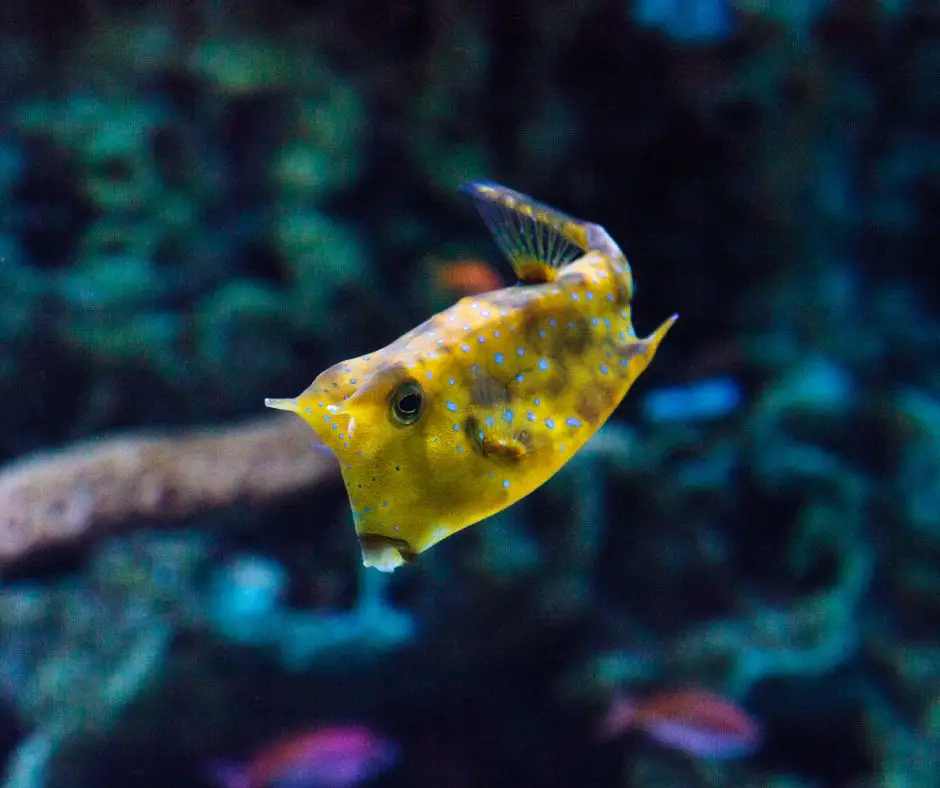 Cow fish is looking for food in the tank