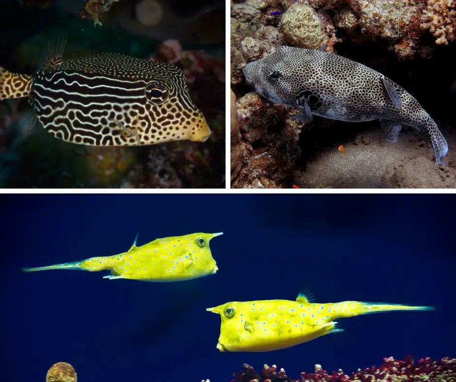 Cowfish vs PufferFish vs BoxFish