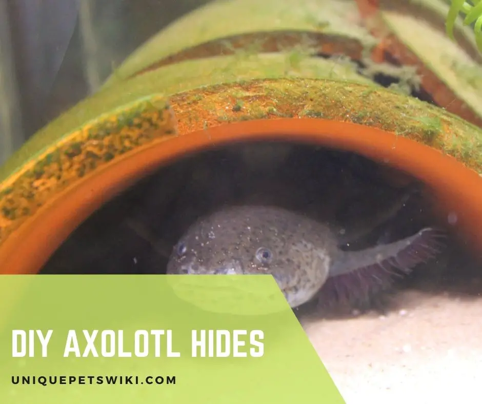 DIY Axolotl Hides