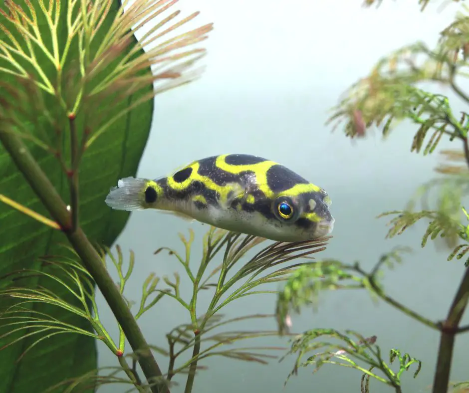 green spotted puffer swimming in an aquarium