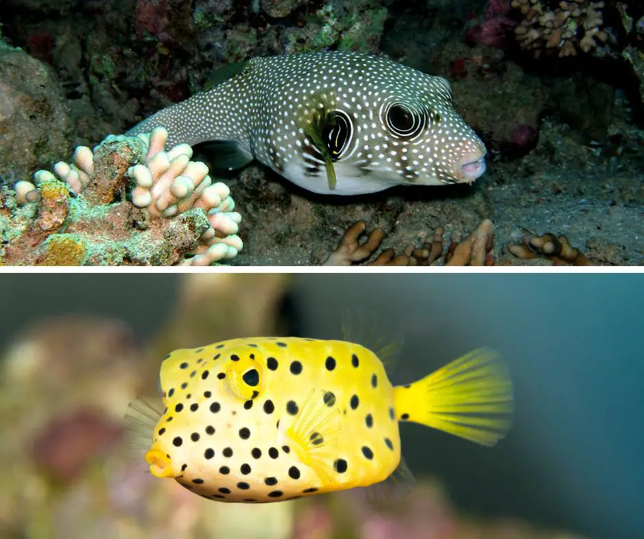 Differences Between Box Fish and Puffer Fish